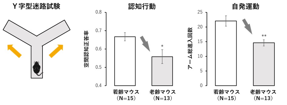 研究結果のグラフ画像1