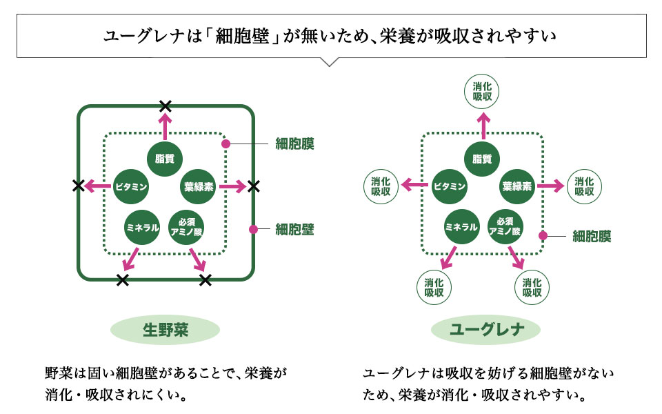 ユーグレナの細胞壁について