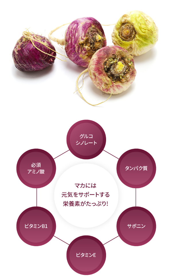 マカには元気をサポートする栄養素がたっぷり!