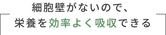 細胞壁がないので、栄養を効率よく吸収できる